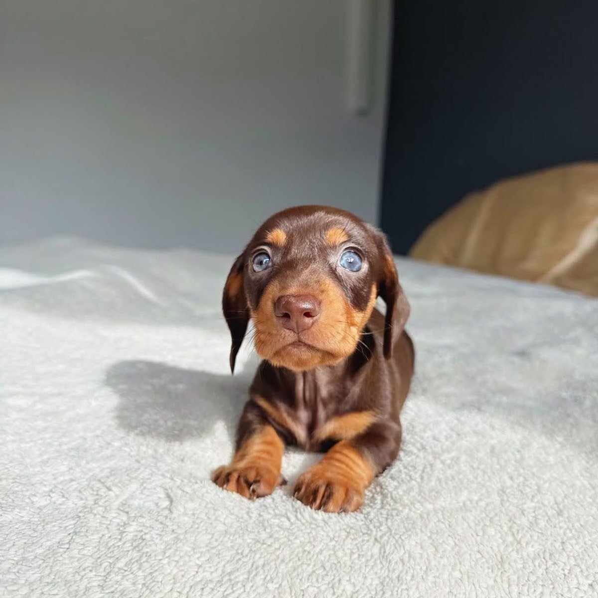 Chocolate & Tan smooth coat (short-haired) Dachshund puppy named Charlie
