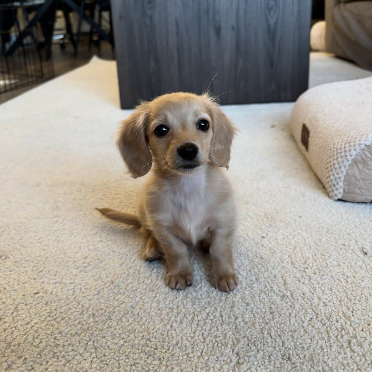 Cream / Golden Cream long-haired / soft silky coat  Dachshund puppy named Rex