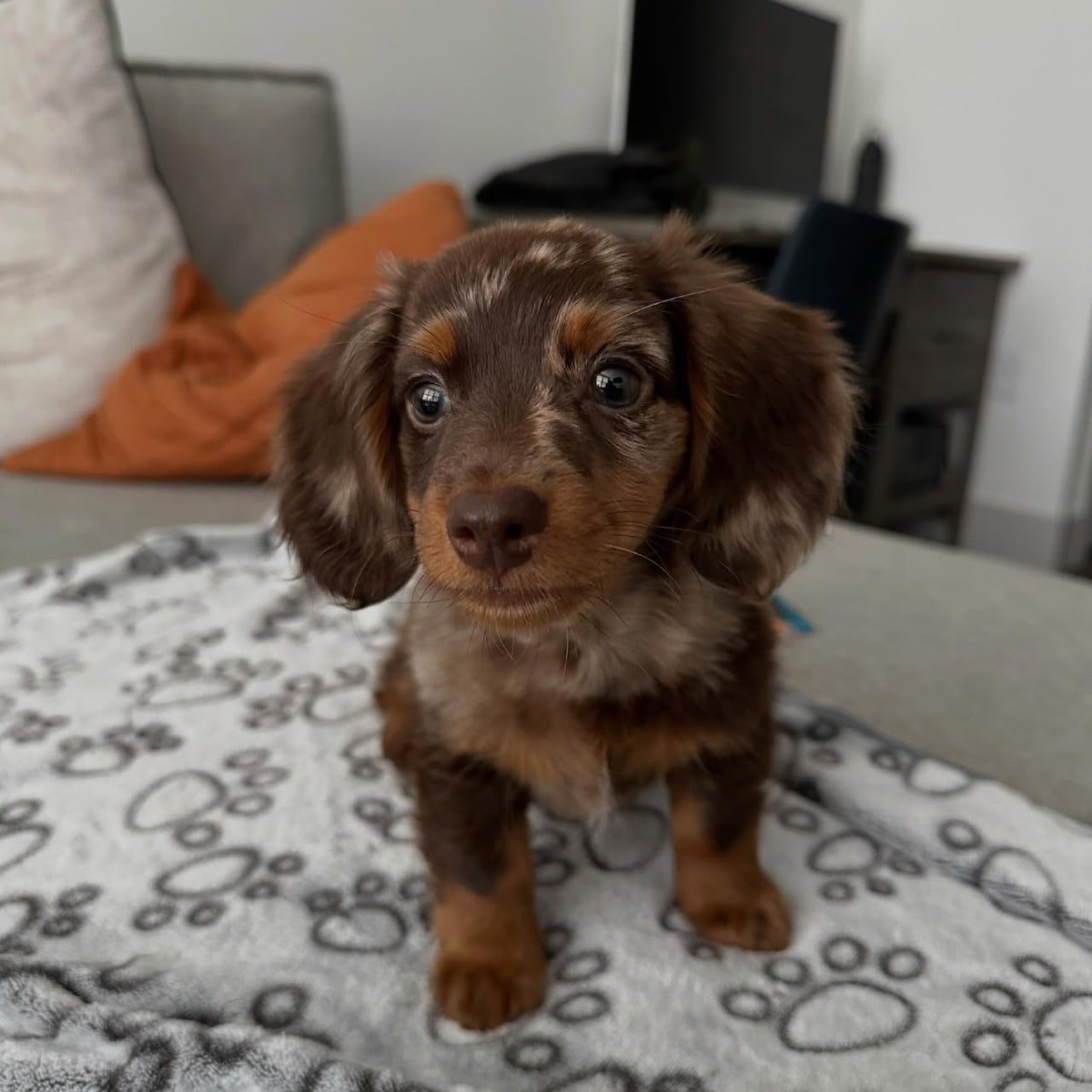 Chocolate & Tan long-haired / soft fluffy coat Dachshund puppy named Roy